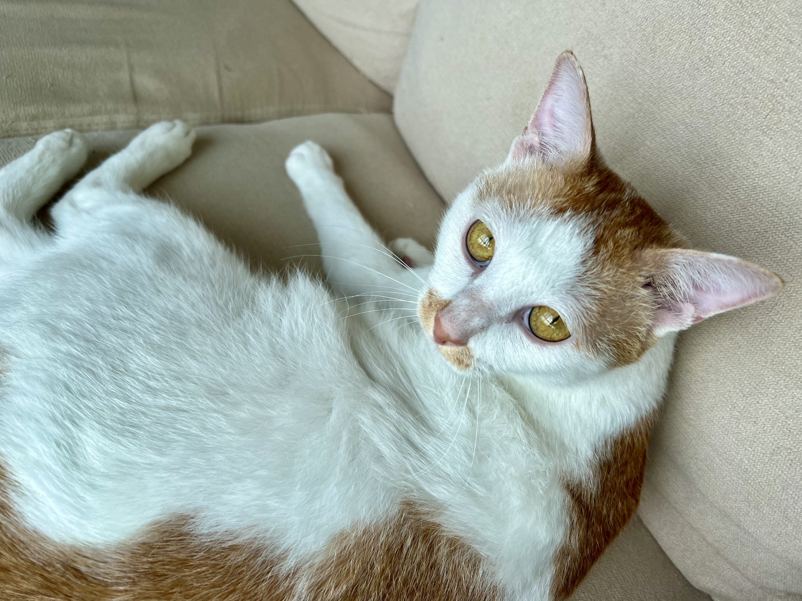 图片[3]-整点猫咪（四）-整点猫咪