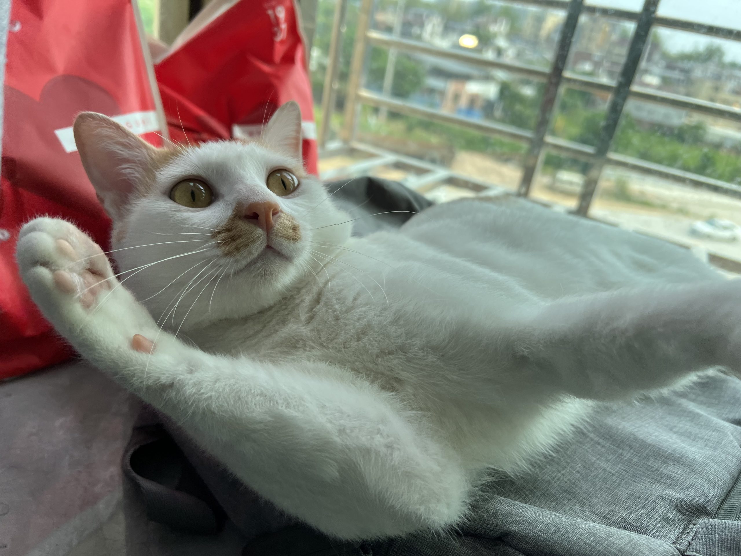 图片[4]-整点猫咪（四）-整点猫咪