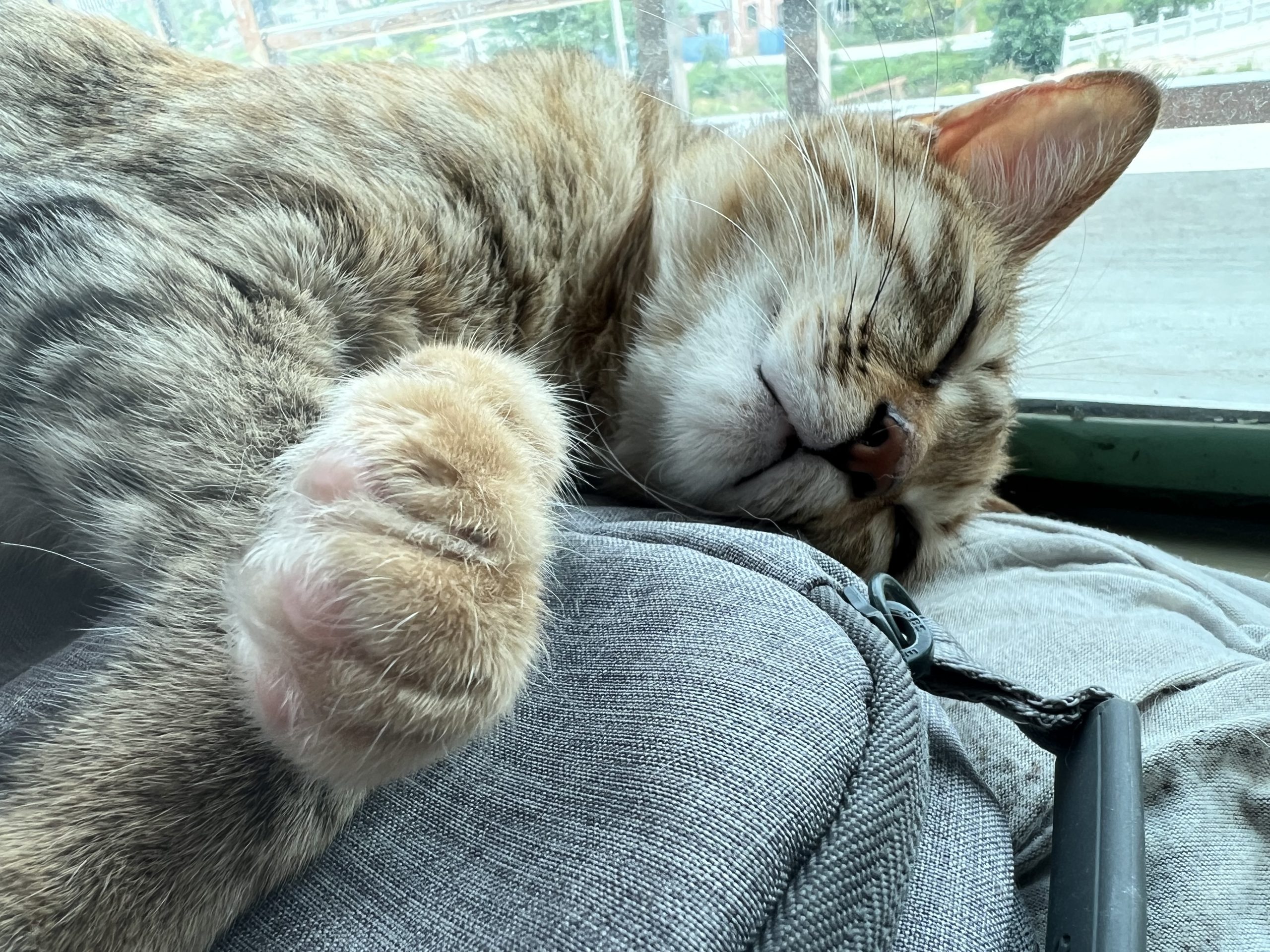 图片[2]-整点猫咪（四）-整点猫咪