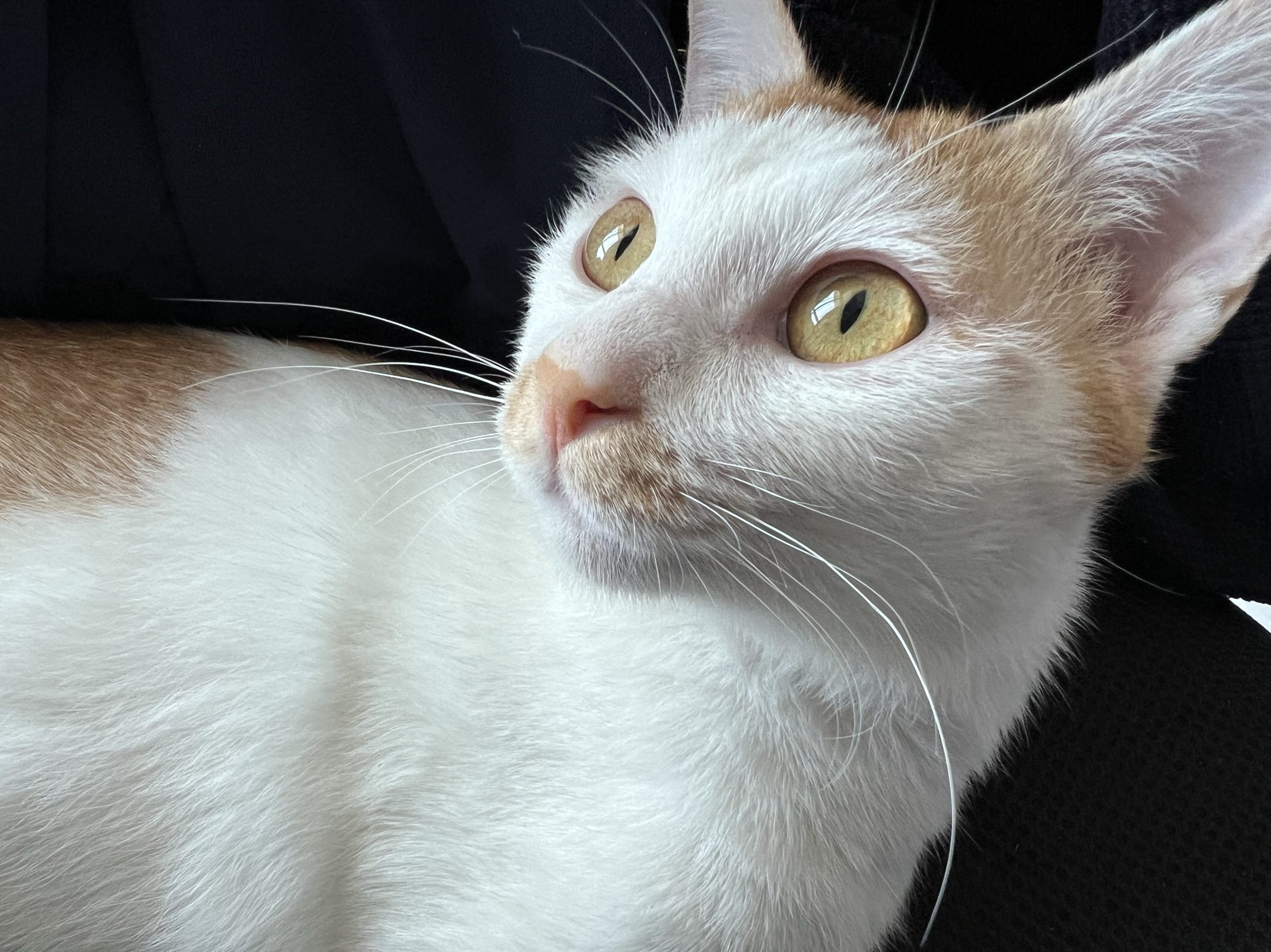 图片[2]-整点猫咪（三）-整点猫咪