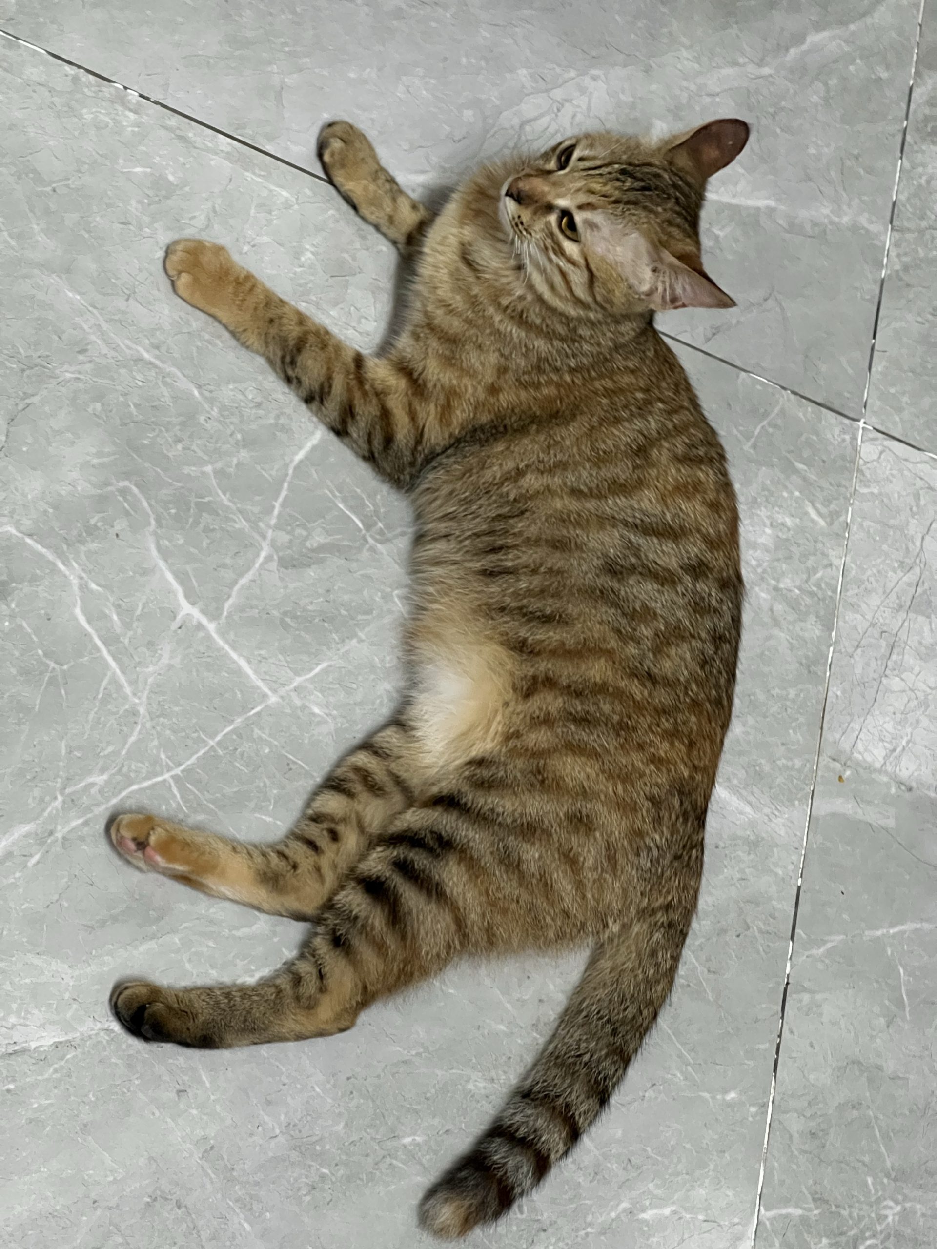 图片[2]-整点猫咪（二）-整点猫咪