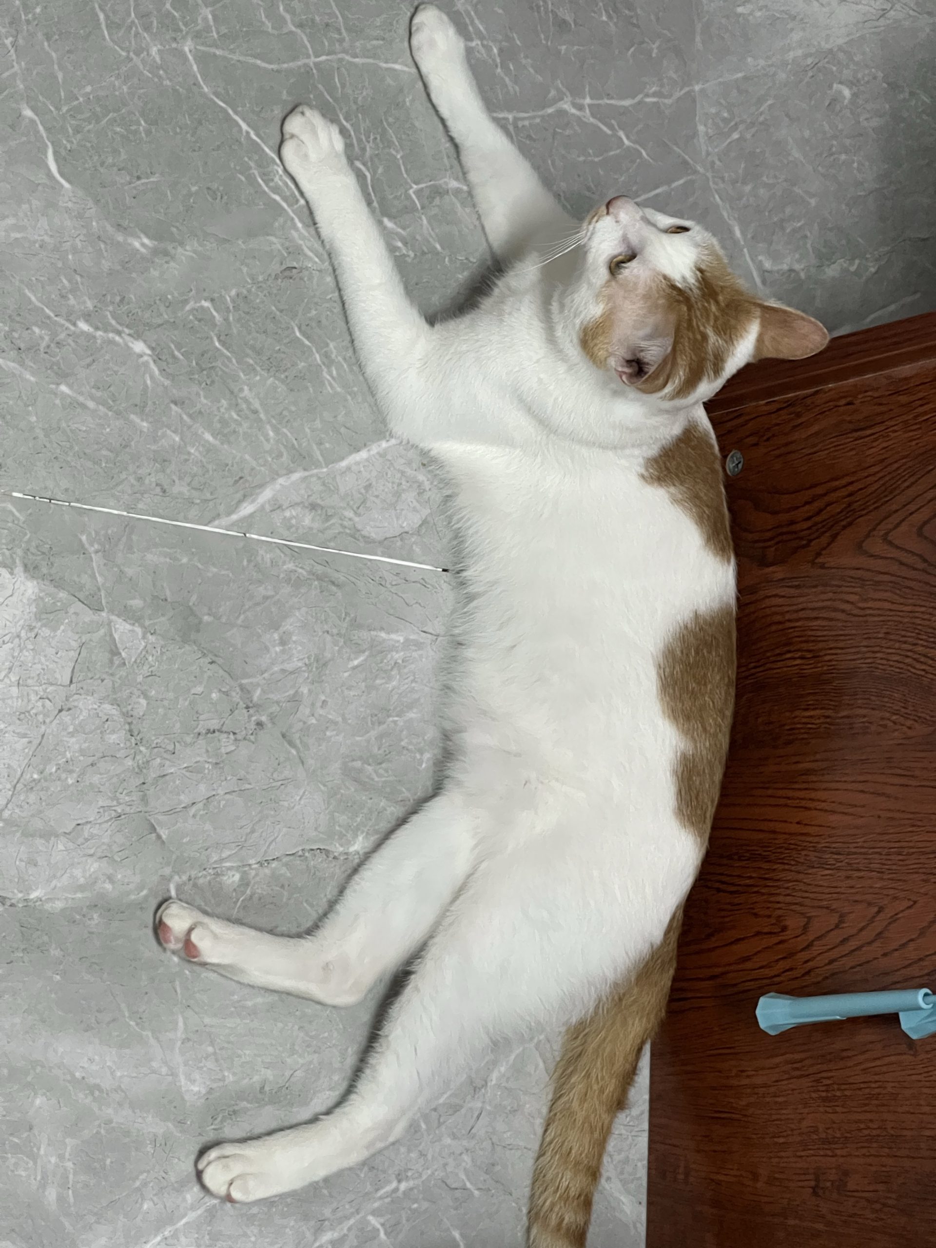 图片[4]-整点猫咪（二）-整点猫咪