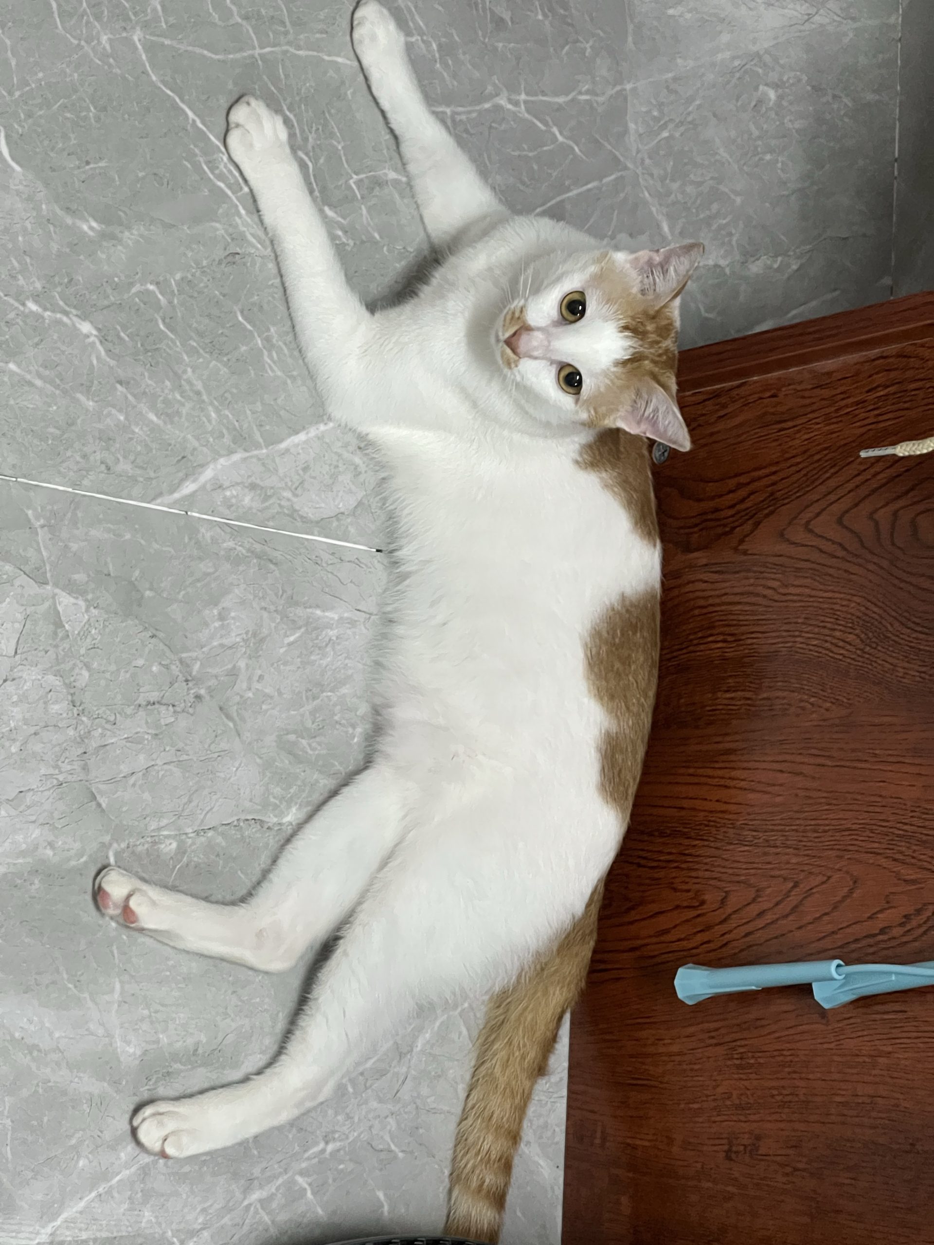 图片[3]-整点猫咪（二）-整点猫咪