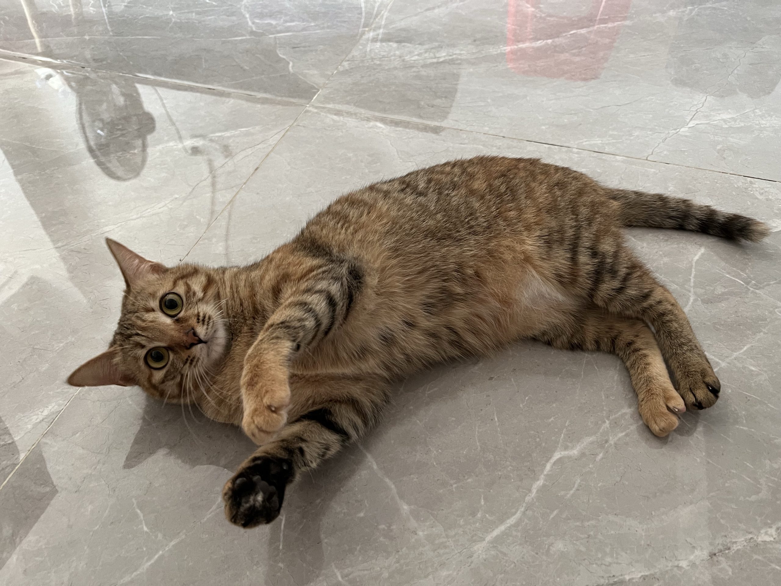 图片[4]-整点猫咪（三）-整点猫咪