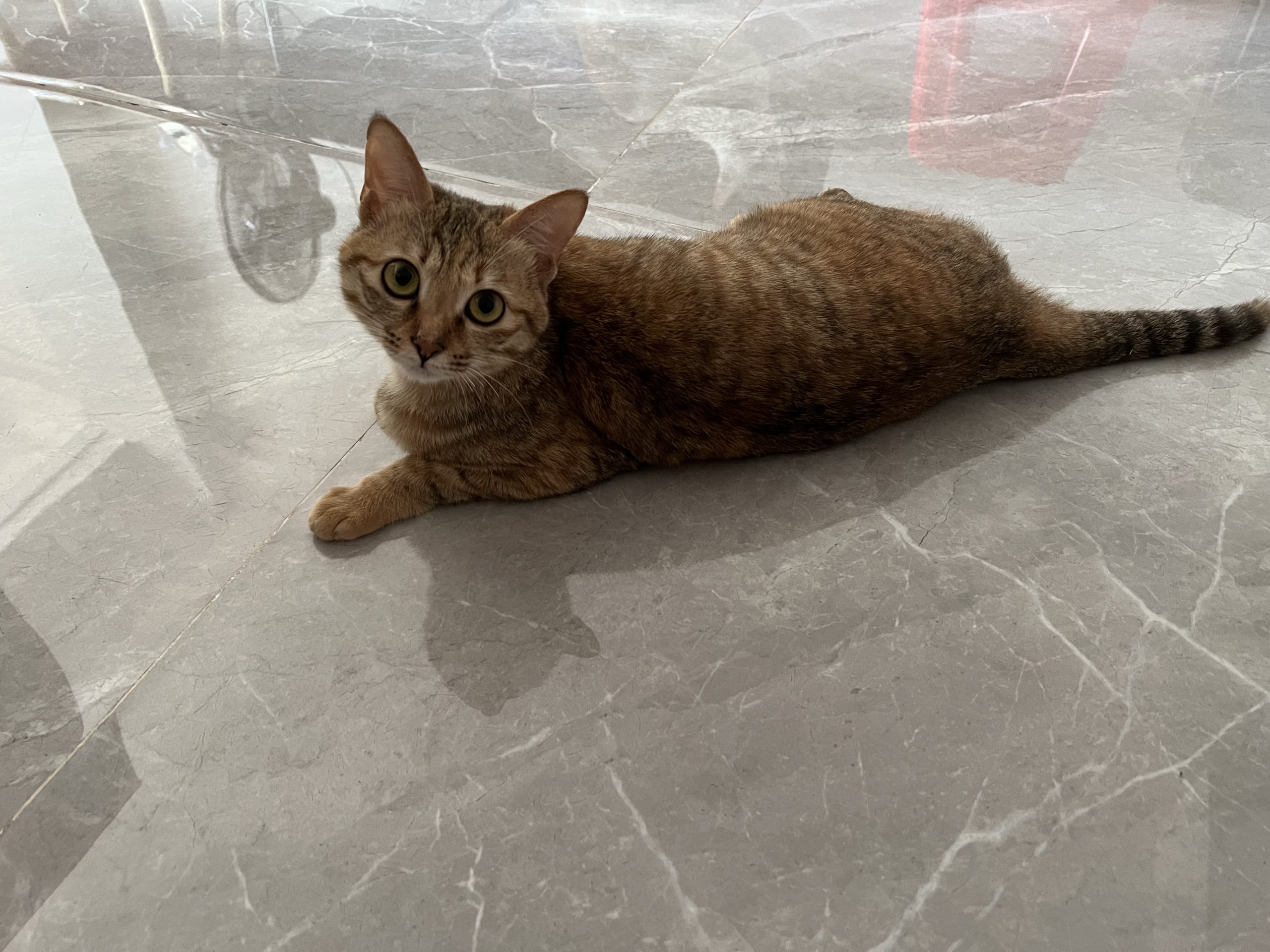 图片[3]-整点猫咪（三）-整点猫咪